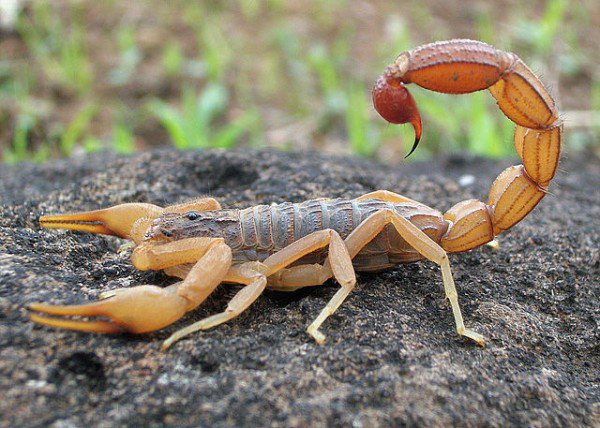 Hva er tolkningen av å se en skorpion i en drøm ... og hva er dens betydning?