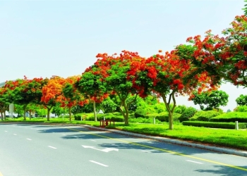 خلال 2021.. بلدية دبي تزرع أكثر من 170 ألف شجرة