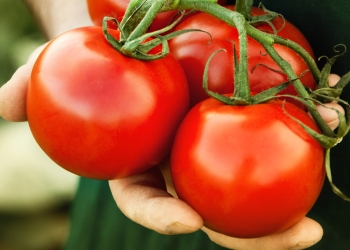 استخدامات الطماطم وعصيرها