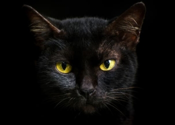 تفسير حلم القطط السوداء