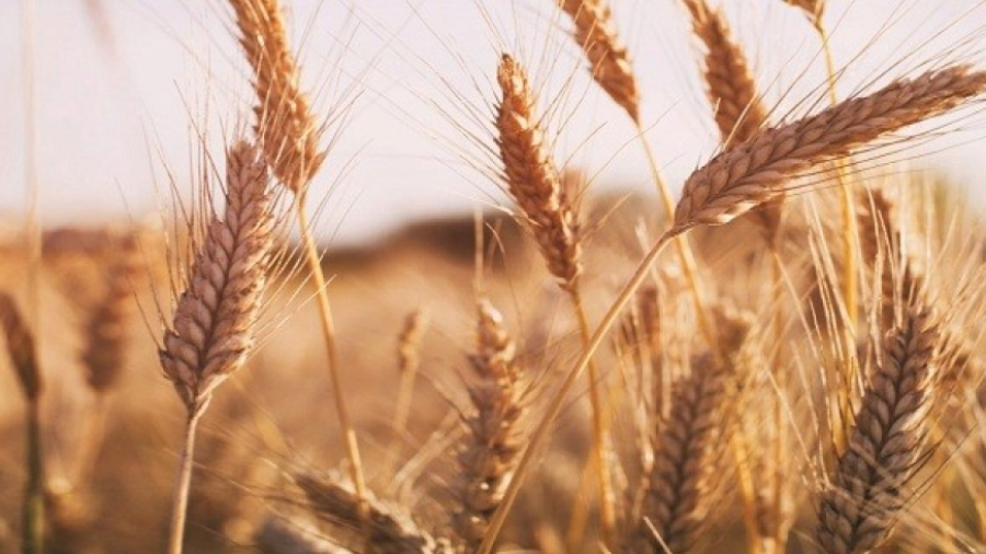 Benefits of eating wheat daily