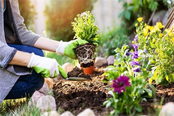 فوائد العمل في الحدائق لصحة الظهر.. منها تقليل التوتر